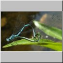 Coenagrion puella - Hufeisen-Azurjungfer 02.jpg